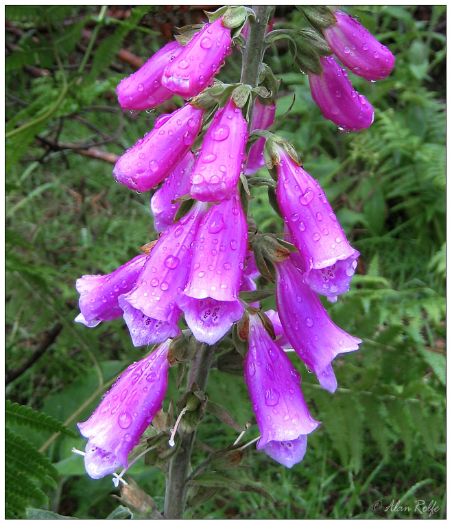 Foxglove