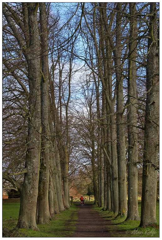 The trees at St Cross
