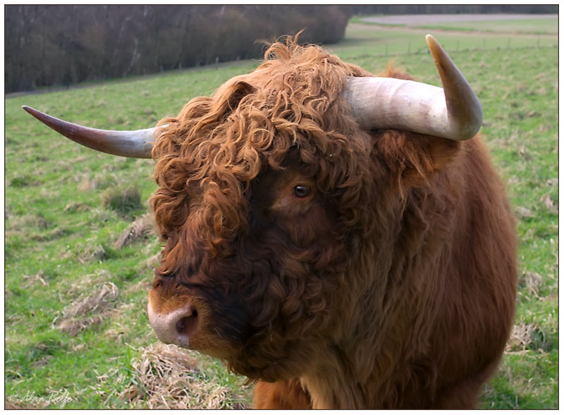 Highland cattle