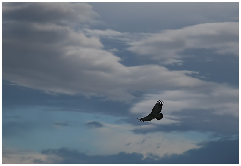 The Flight of the Condor