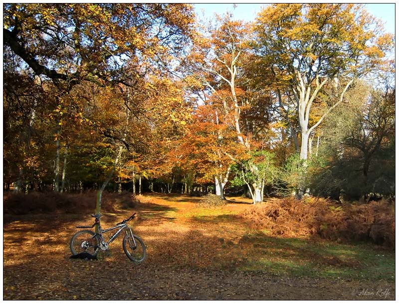 An autumn ride in the Forest