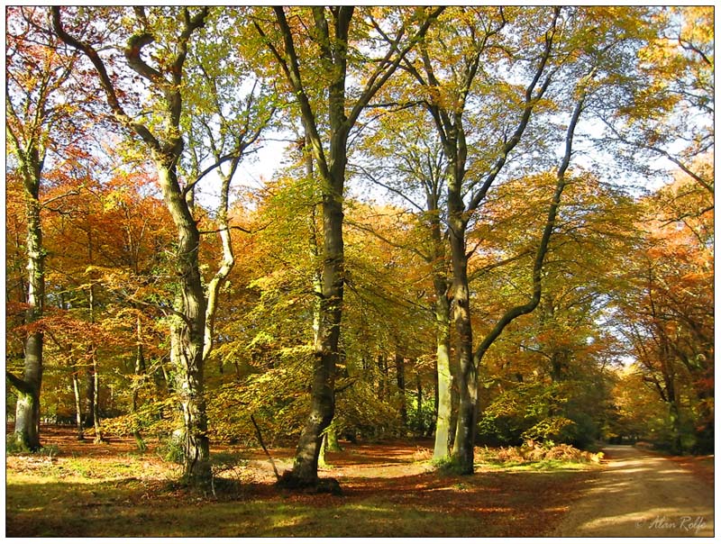 The New Forest in Autumn