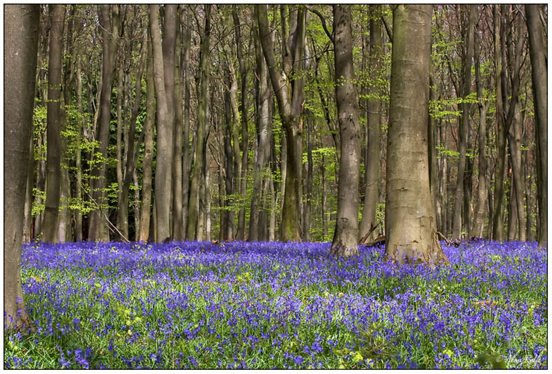 Bluebells