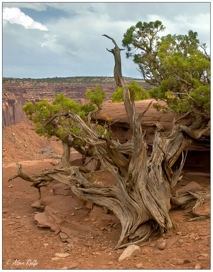 Juniper