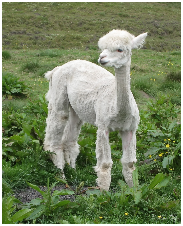 Alpaca
