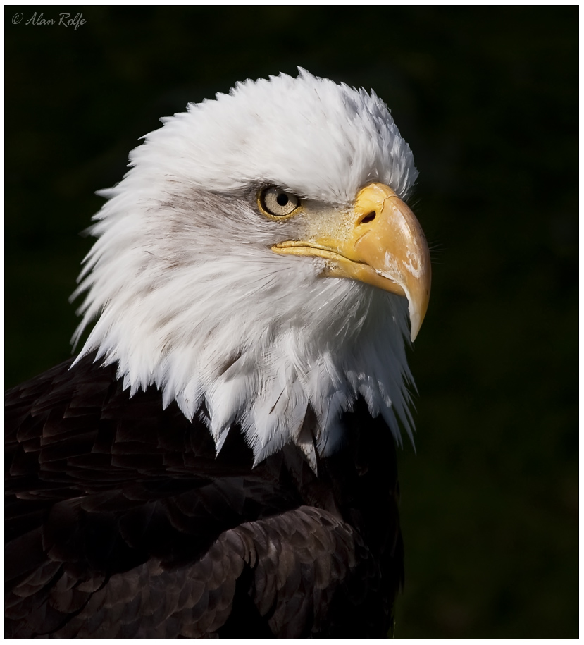 Bald eagle