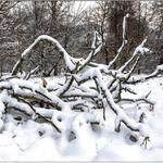 Snow in the New Forest