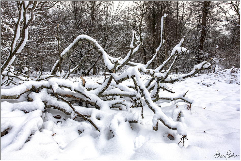 Snow in the New Forest