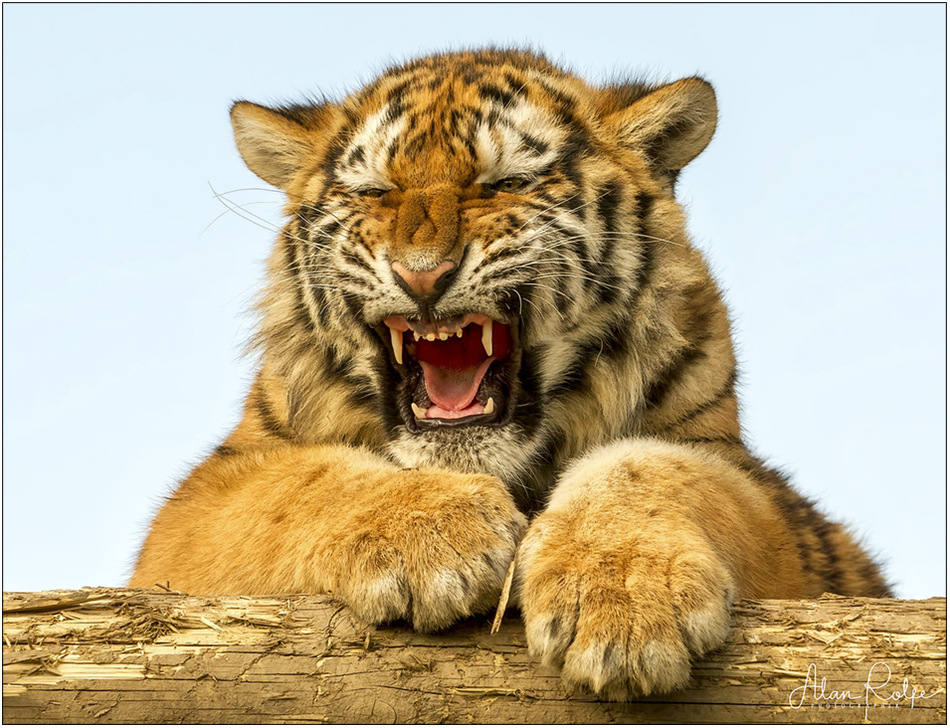 Big cats