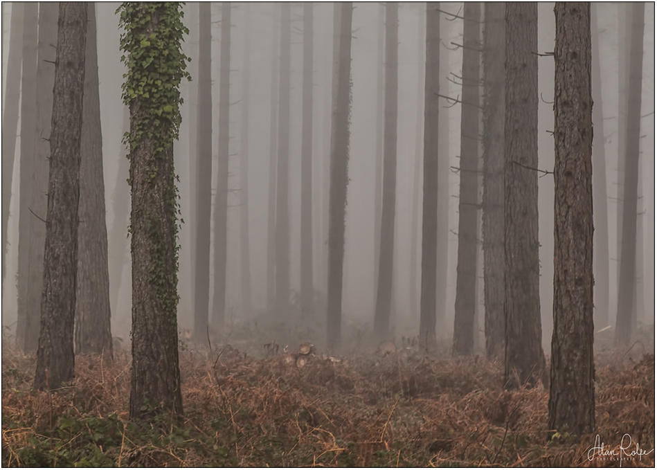 Misty forest