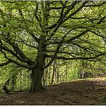 A Lakeland woodland