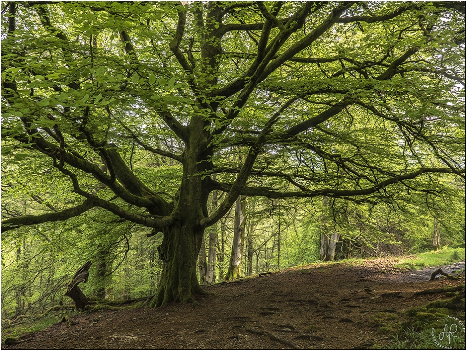 A Lakeland woodland