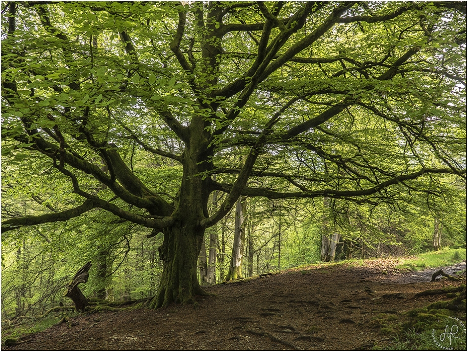 A Lakeland woodland