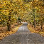 Autumn in the New Forest