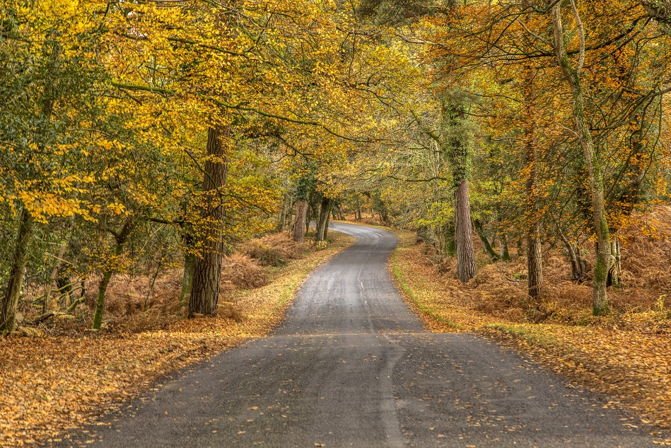 Autumn in the New Forest