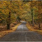 Autumn in the Forest