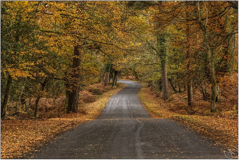 Autumn in the Forest