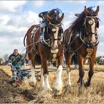 Heavy Horses