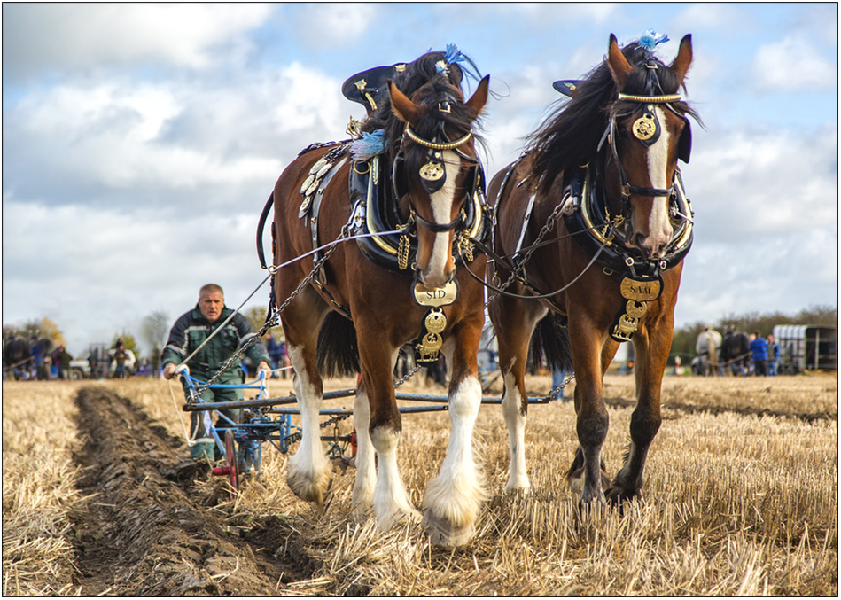 Heavy Horses