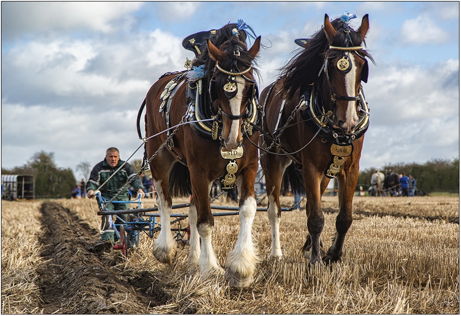 Horse ploughing