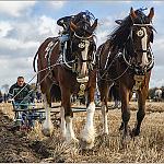 Horse ploughing