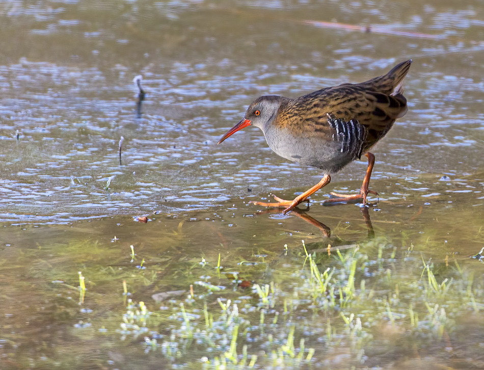 Water rail