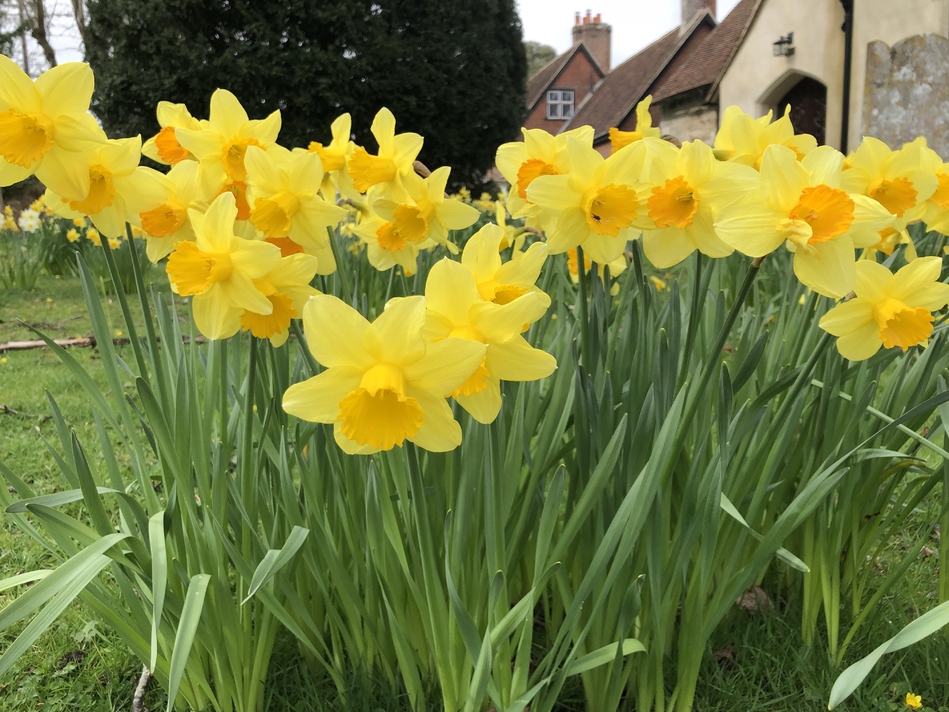 Daffodils