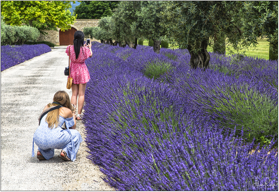Lavender admirers