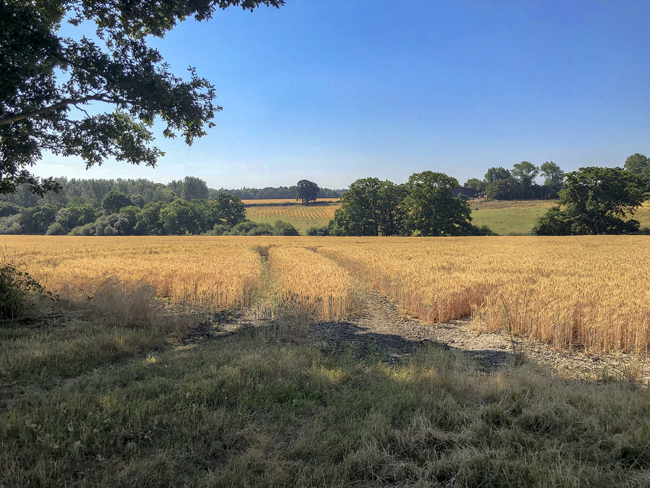 Summer fields