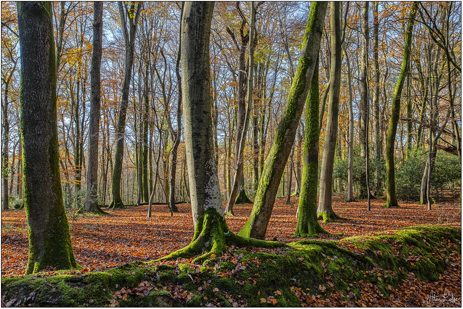 Autumn in the forest