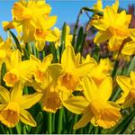 Daffodils