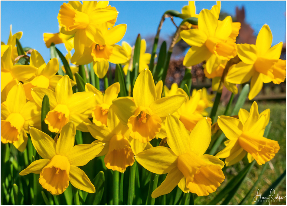 Daffodils