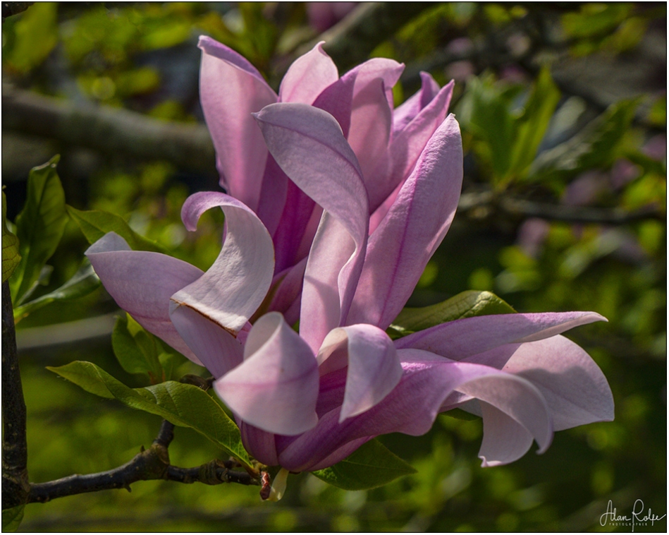 Pretty flowery thing