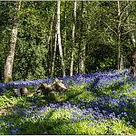 If you go down to the woods today...