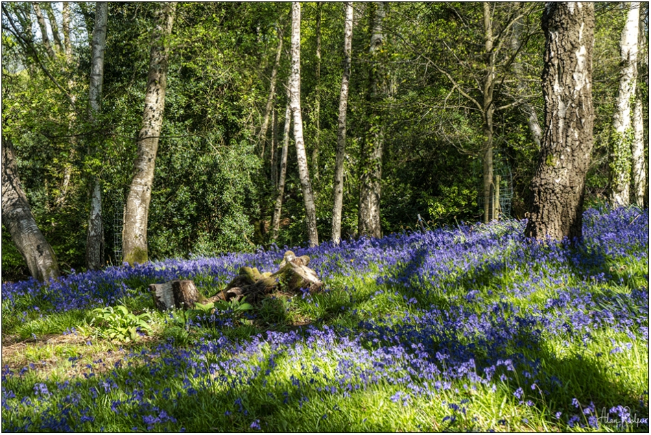 If you go down to the woods today...