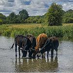 Chilbolton Common