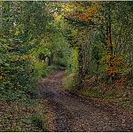 Autumn in the Forest