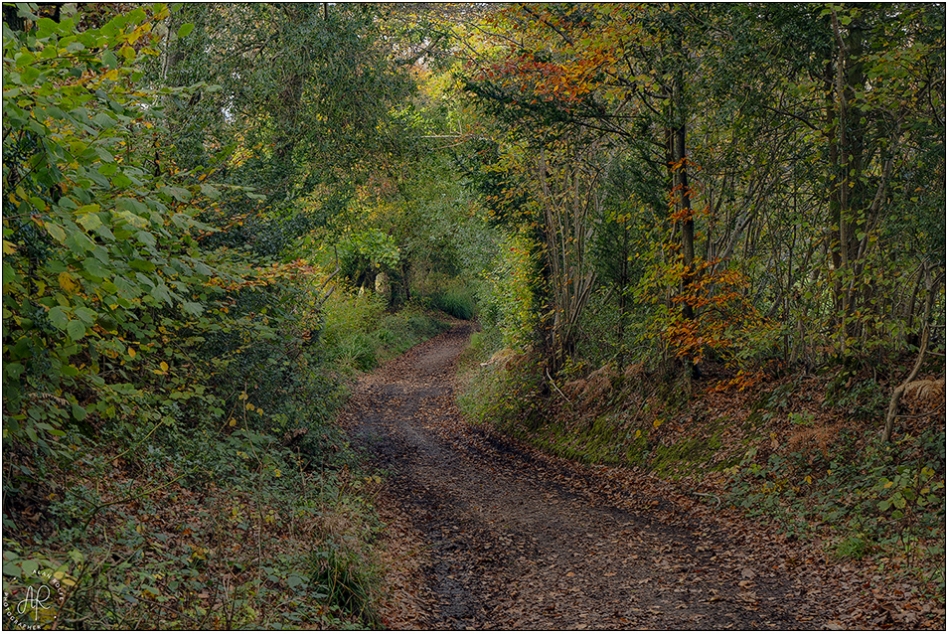 Autumn in the Forest