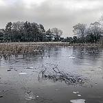 New Year's Day at the Pond