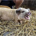 Happy pig!