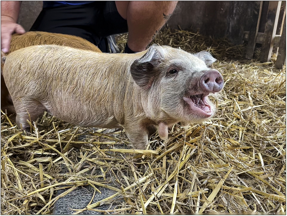 Happy pig!