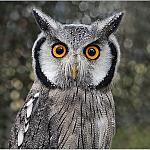 Grey-eared owl