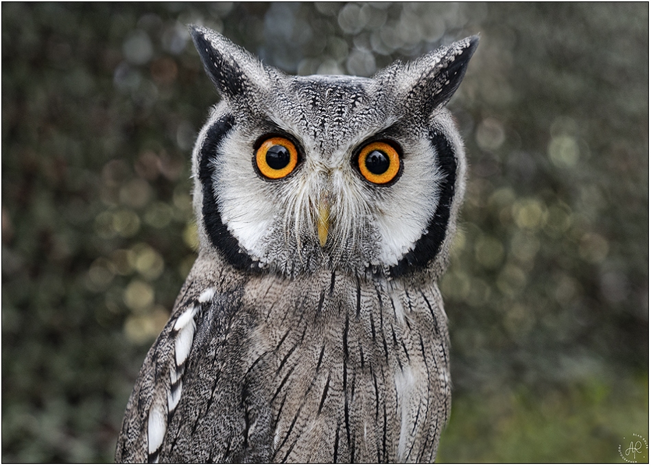 Grey-eared owl