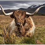 Highland coo