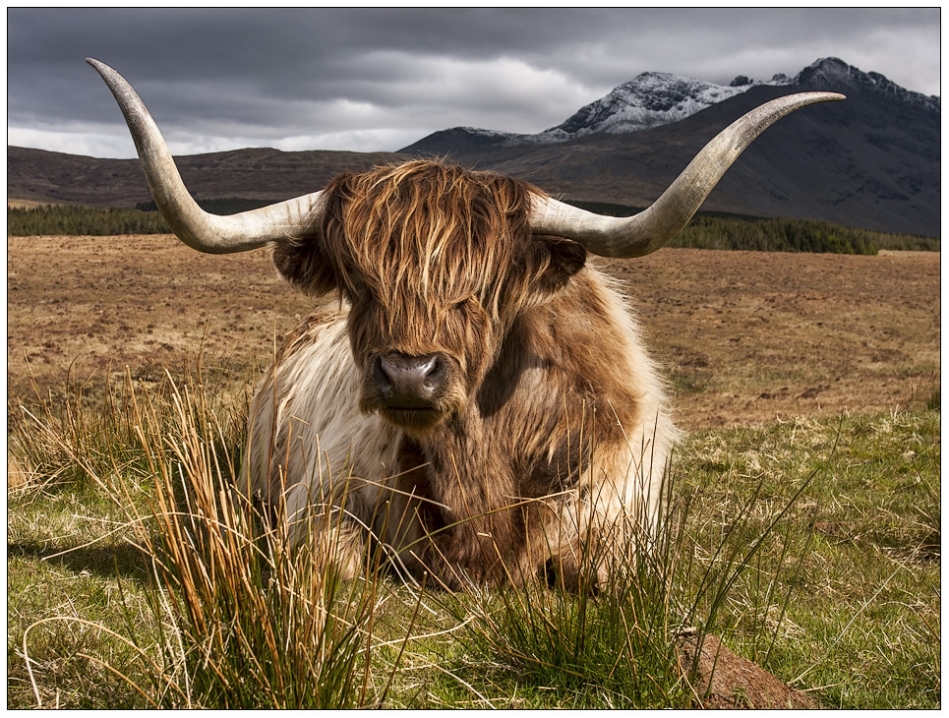 Highland coo