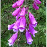 Foxglove