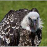 Rüppell's Vulture