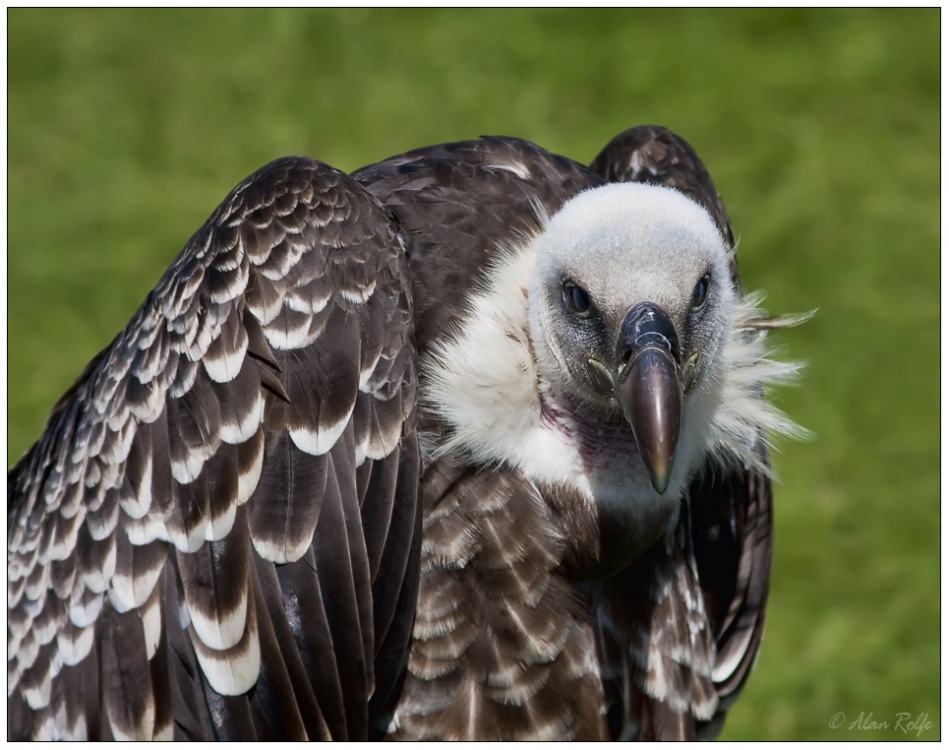Rüppell's Vulture
