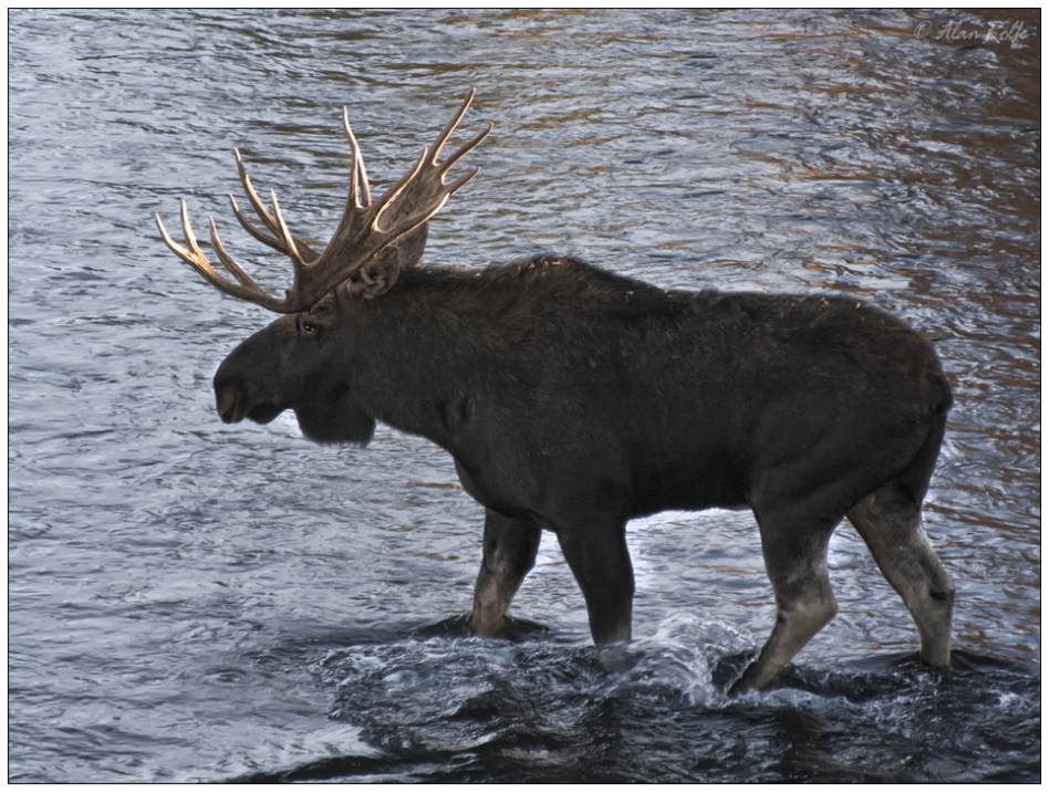 Moose