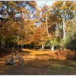 An autumn ride in the Forest